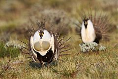 Greater Sage-Grouse